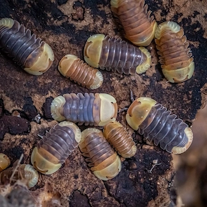 Cubaris Spec. Rubber Ducky 12 St.+ Zuchtansatz Assel Isopode