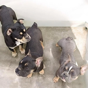 Drei bezaubernde Bully-Mädels suchen ihr Für-immer-Zuhause