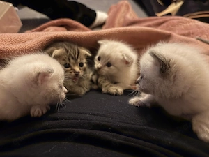 4 kleine Bengale BKH mix Kitten