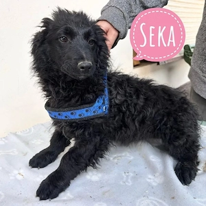 Seka, bildhübsches Welpenmädchen, Pulin Mudi Mix