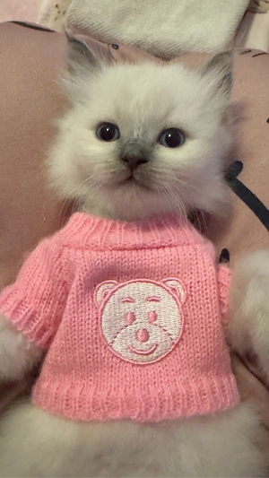 Liebevolle Kätzchen