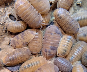 Cubaris Murina Anemone 12 St.+ Zuchtansatz Assel Isopode