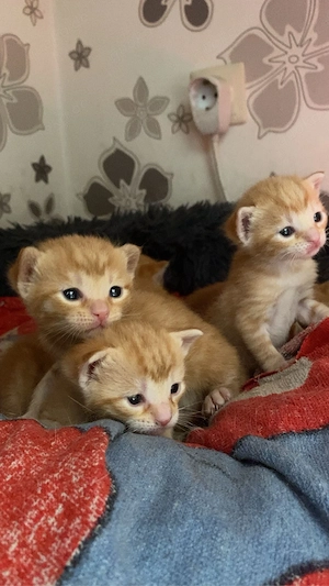 Katzen am 04.05 abzugeben Bild 4