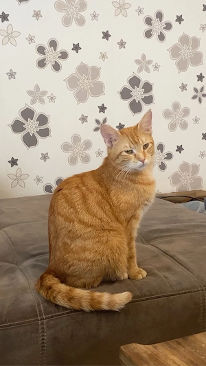 Katzen am 04.05 abzugeben