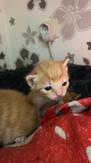 Katzen am 04.05 abzugeben Bild 3