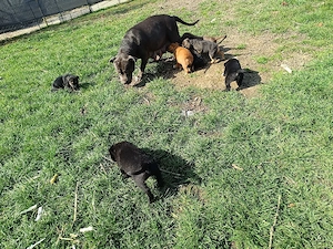 wunderschöne mischlingswelpen zu verkaufen