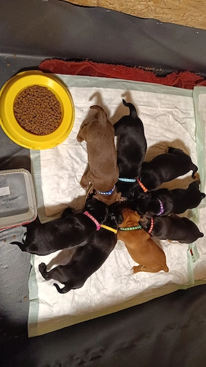 wunderschöne mischlingswelpen zu verkaufen