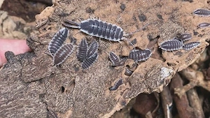 Porcellio Hoffnannseggi 12 St.+ Zuchtansatz Assel Isopode 