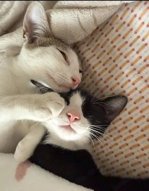 Schmusekätzchen Bella & Luna - zwei beste Freundinnen