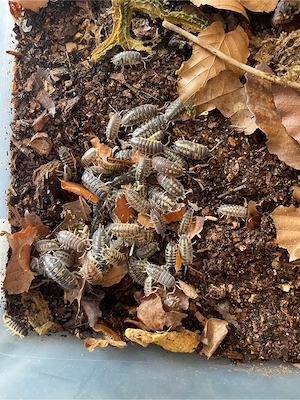 Porcellio Ornatus   Ornatus Yellow 12 St.+ Ansatz Assel Isopode