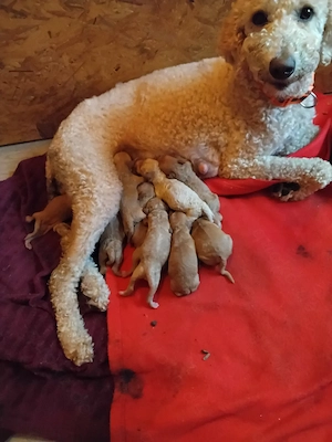 Goldendoodle Medium bis Mini  10 Welpen am 23.03.  Nicht Haarend Geboren  Bild 4