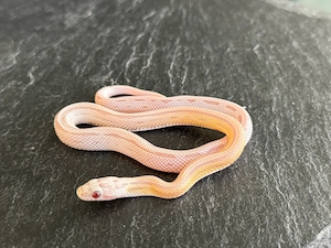 Kornnatter Nachzucht 0.1 Ultra Ultramel Dilute Moonstone Striped 
