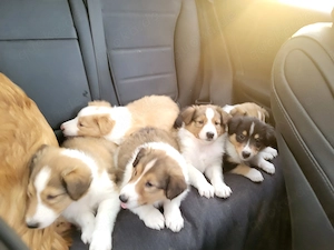 Collies amerikanisch