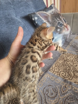 Bengal Kitten mit Stammbam Eltern 10 Tests Kitten Katze Kater  Bild 10