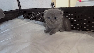 bkh kitten zum reservieren 