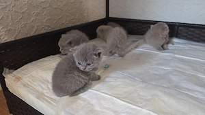 bkh kitten zum reservieren 