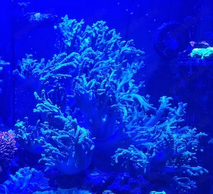 Meerwasser Weichkoralle Spaghetti Fingerlederkoralle Grün