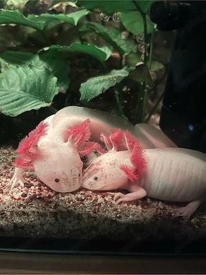 Axolotl Monsterchen Babys ab April 