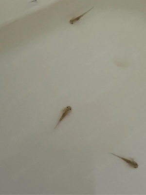 Axolotl Monsterchen Babys ab April  Bild 5