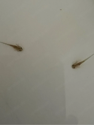 Axolotl Monsterchen Babys ab April  Bild 4