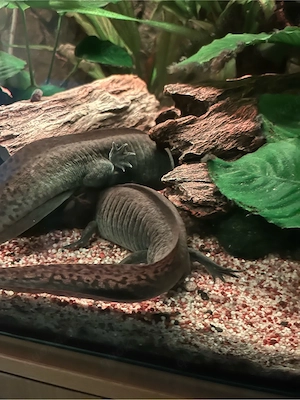 Axolotl Monsterchen Babys ab April  Bild 8