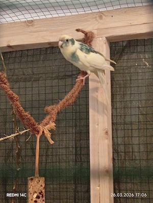 suche Ziegensittich Hahn 