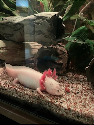 Axolotl Monsterchen Babys ab April  Bild 7