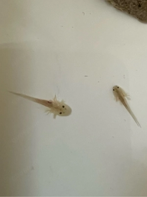 Axolotl Monsterchen Babys ab April  Bild 3