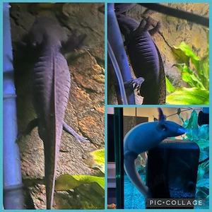 Axolotl Monsterchen Babys ab April  Bild 6