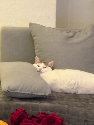 Traumhafte Ägäis-Glückskatze (4 J.)   geimpft & gechipt sucht Herzensplatz