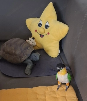 Grünzügelpapagei  Bild 2