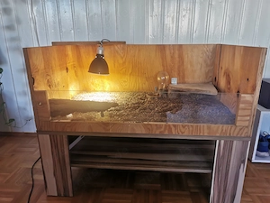 Griechische Landschildkröten mit Terrarium Komplettset 