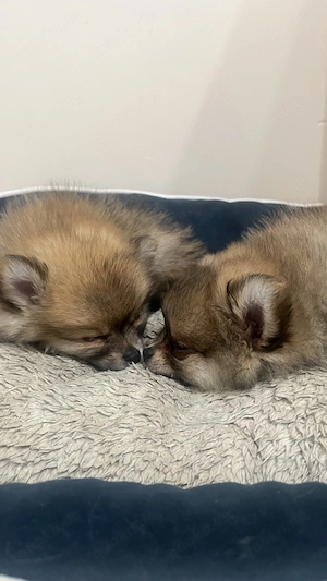 Zwergspitz Pomeranian