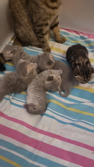 5 Bkh suchen eine liebevolle Familie