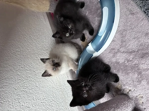 BKH Kitten   8 Wochen alt   ab der 12. Woche abgabebereit 