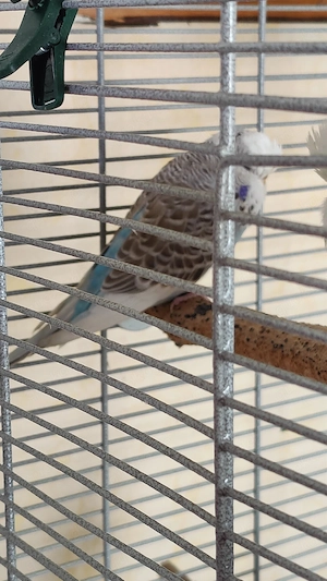 Wellensittich Bild 4