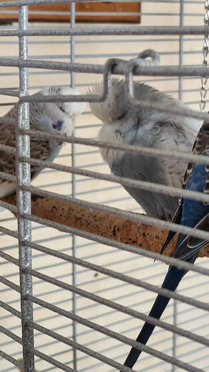 Wellensittich Bild 2