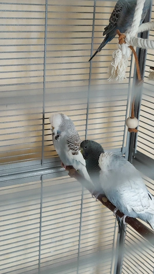 Wellensittich Bild 5