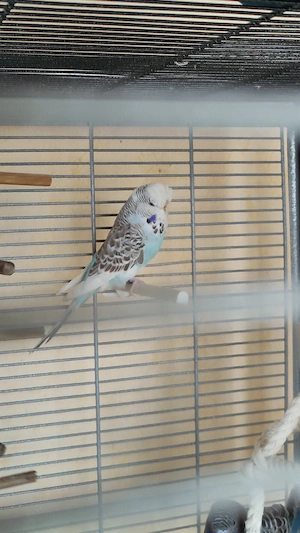 Wellensittich Bild 3