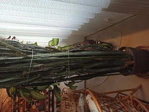 Kaktus zu verschenken