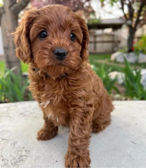 Cavapoo mini welpen