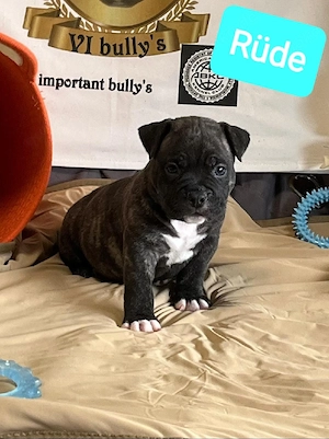 American pocket Bully's 