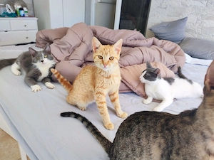 Kätzchen aus dem Tierschutz