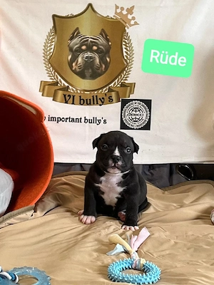 American pocket Bully's 