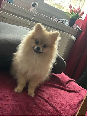 pomerian weibchen Tuna