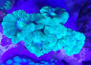 Caulastrea grün LPS Steinkoralle Meerwasser Aquarium Korallen WYSIWYG 