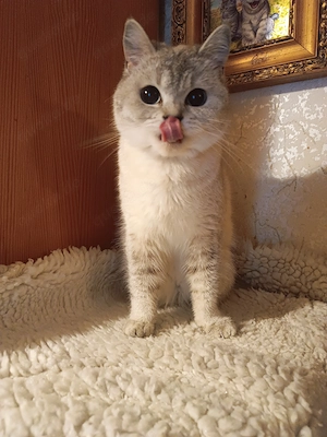 Reinrassiges BKH- Kätzchen  -Reinrass Kitten 