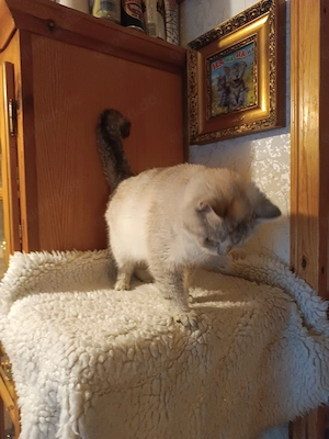 Reinrassiges BKH- Kätzchen - Kitten  Bild 3