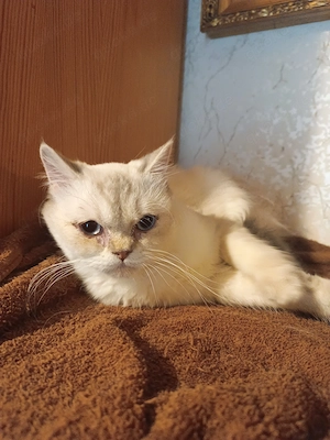 Reinrassiges BKH- Kätzchen - Kitten  Bild 2