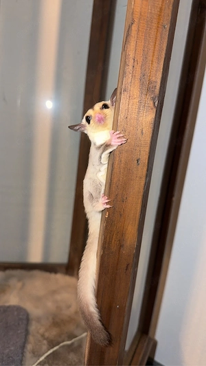 sugar glider männchen mosaic witheface 